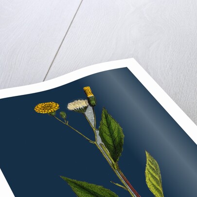 Crepis Paludosa; Marsh Hawk's-Beard by Anonymous