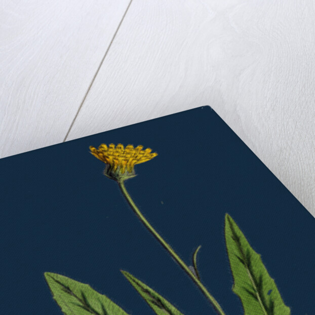 Hieracium Eximium; Grey-Headed Hawkweed by Anonymous