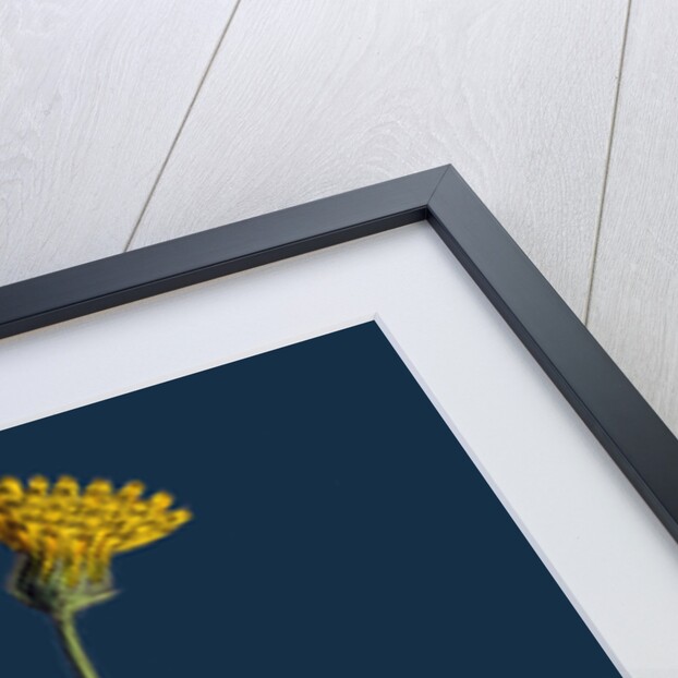 Hieracium Eximium; Grey-Headed Hawkweed by Anonymous