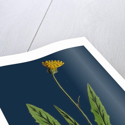 Hieracium Eximium; Grey-Headed Hawkweed by Anonymous