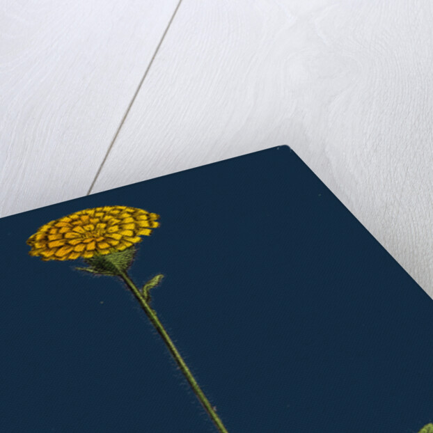 Hieracium Holosericeum; Woolly-Headed Hawkweed by Anonymous