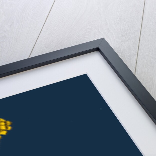 Hieracium Holosericeum; Woolly-Headed Hawkweed by Anonymous