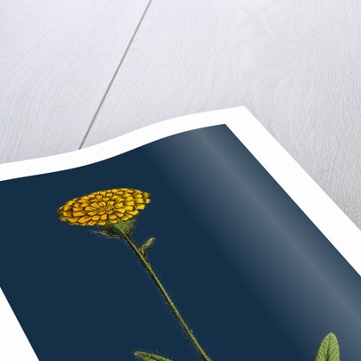 Hieracium Holosericeum; Woolly-Headed Hawkweed by Anonymous