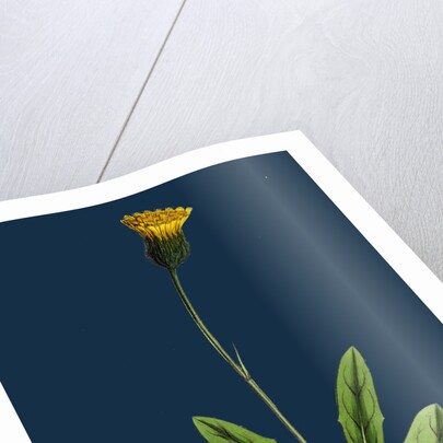 Hieracium Globosum; Globose-Headed Hawkweed by Anonymous