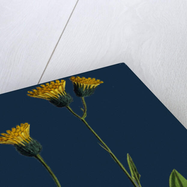 Hieracium Chrysanthum, Var. Genuinum; Golden-Flowered Hawkweed, Var. A. by Anonymous