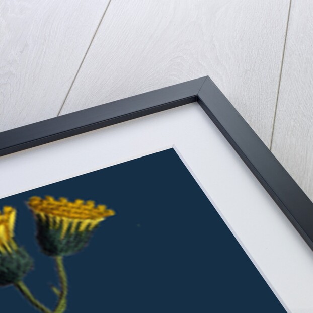 Hieracium Chrysanthum, Var. Genuinum; Golden-Flowered Hawkweed, Var. A. by Anonymous