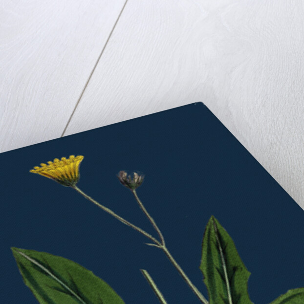 Hieracium Senescens; Grey-Lingulate-Leaved Hawkweed by Anonymous