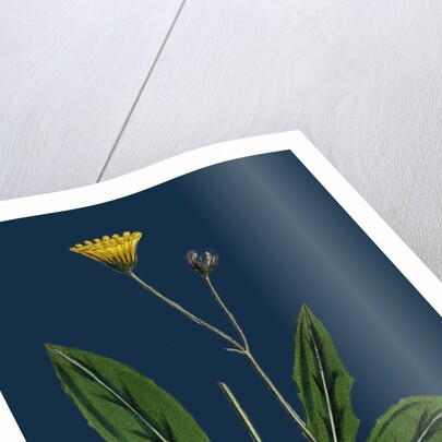 Hieracium Senescens; Grey-Lingulate-Leaved Hawkweed by Anonymous