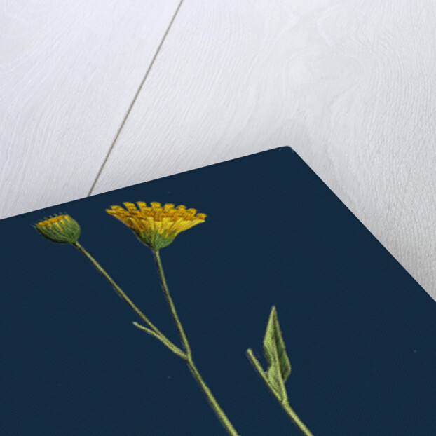 Hieracium Lingulatum; Lingulate-Leaved Hawkweed by Anonymous