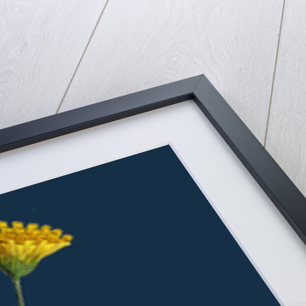 Hieracium Lingulatum; Lingulate-Leaved Hawkweed by Anonymous