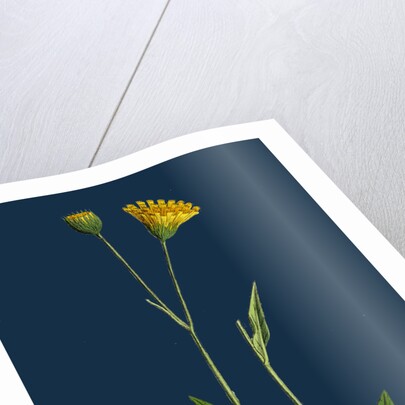 Hieracium Lingulatum; Lingulate-Leaved Hawkweed by Anonymous