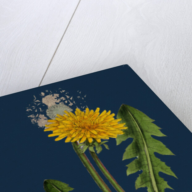 Taraxacum Officinale, Var. Genuinum; Common Dandelion, Var. A. by Anonymous