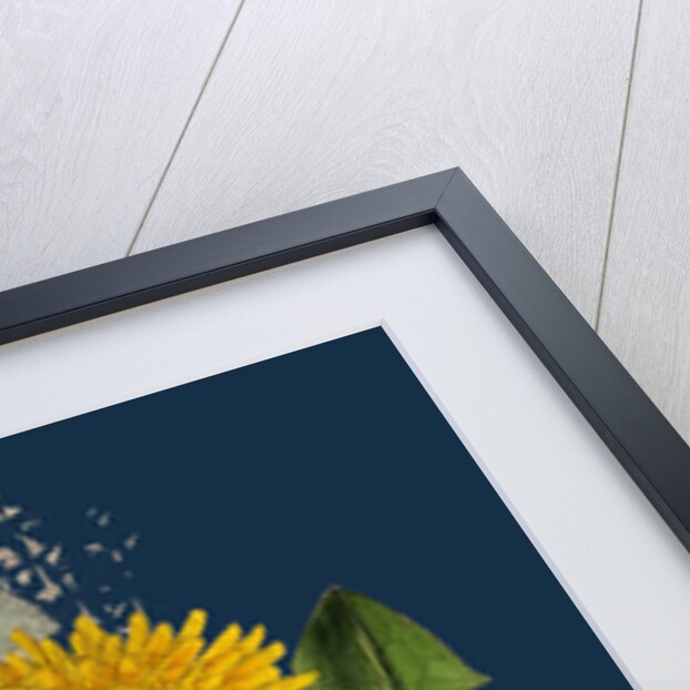 Taraxacum Officinale, Var. Genuinum; Common Dandelion, Var. A. by Anonymous