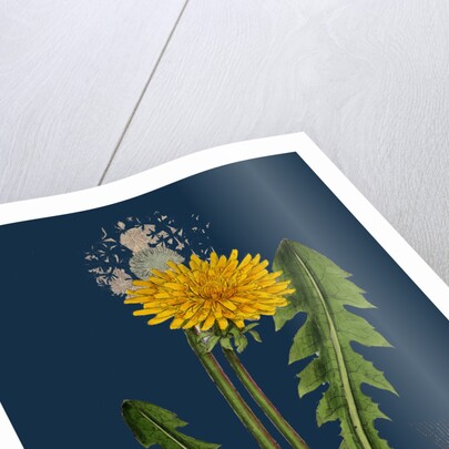 Taraxacum Officinale, Var. Genuinum; Common Dandelion, Var. A. by Anonymous