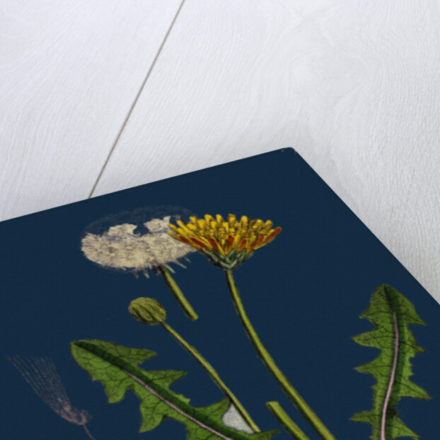 Taraxacum Officinale, Var. Palustre; Common Dandelion, Var. D. by Anonymous