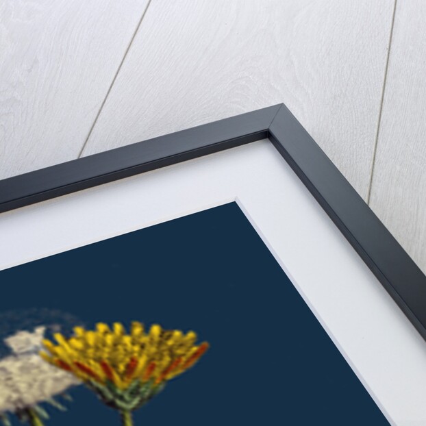 Taraxacum Officinale, Var. Palustre; Common Dandelion, Var. D. by Anonymous