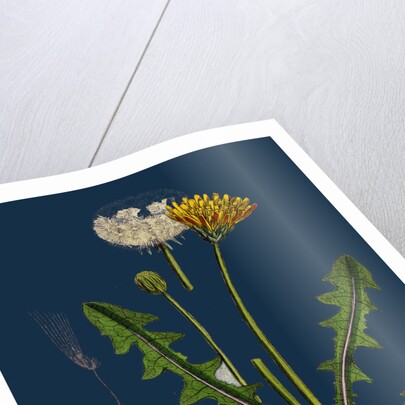 Taraxacum Officinale, Var. Palustre; Common Dandelion, Var. D. by Anonymous