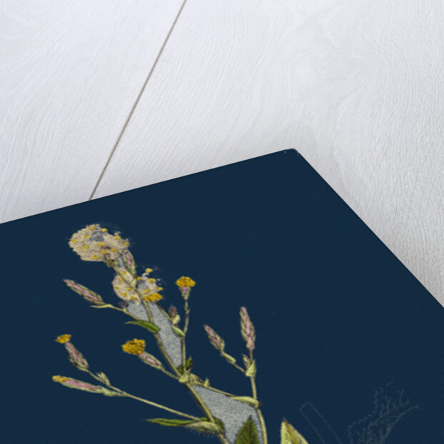 Lactuca Scariola; Prickly Lettuce by Anonymous