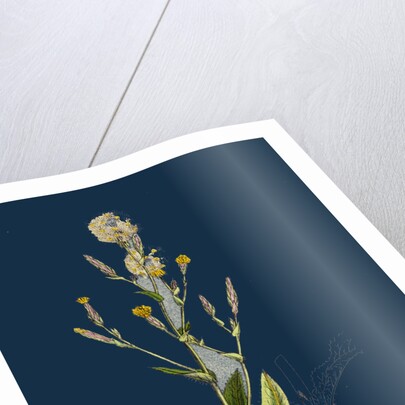 Lactuca Scariola; Prickly Lettuce by Anonymous