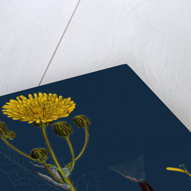 Sonchus Arvensis; Corn Sow-Thistle by Anonymous