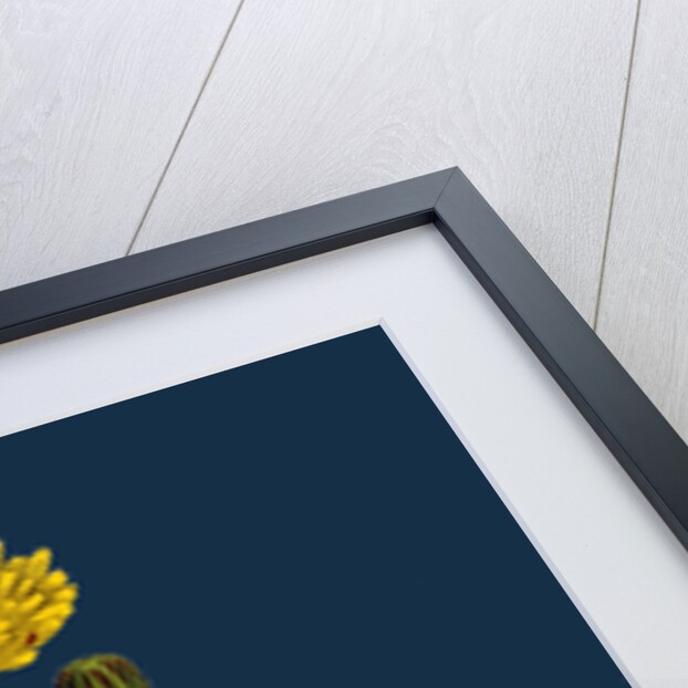 Sonchus Arvensis; Corn Sow-Thistle by Anonymous