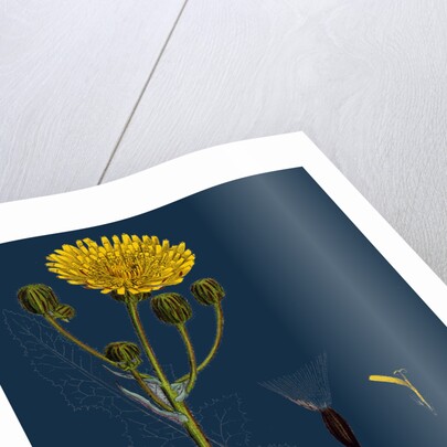 Sonchus Arvensis; Corn Sow-Thistle by Anonymous