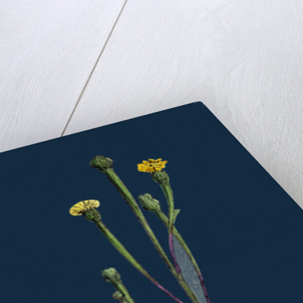 Arnoseris Pusilla; Swine's Succory by Anonymous