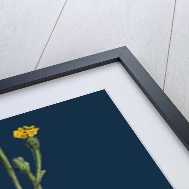 Arnoseris Pusilla; Swine's Succory by Anonymous