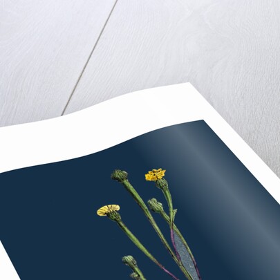 Arnoseris Pusilla; Swine's Succory by Anonymous