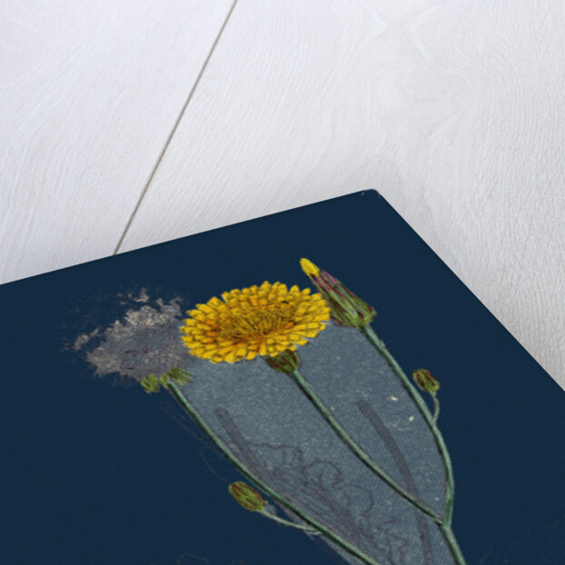 Hypochoeris Radicata; Long-Rooted Cat's-Ear by Anonymous