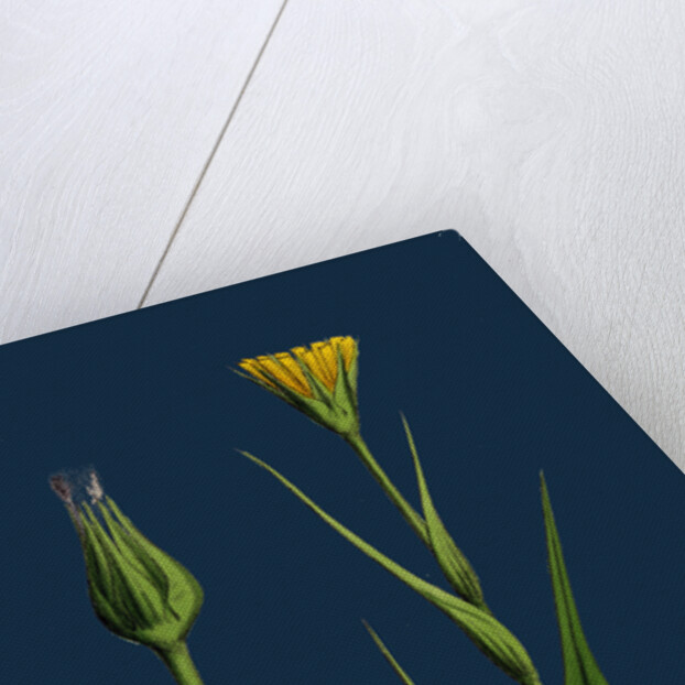 Tragopogon Pratensis, Var. Genuinus; Yellow Goat's-Beard, Var. A. by Anonymous