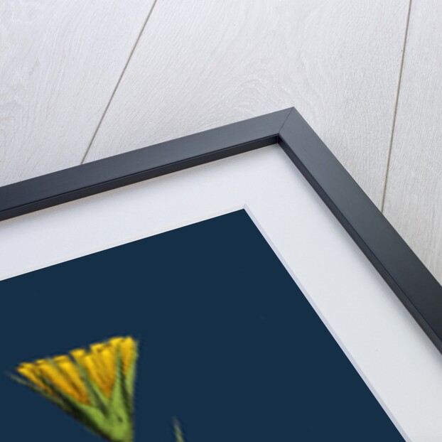 Tragopogon Pratensis, Var. Genuinus; Yellow Goat's-Beard, Var. A. by Anonymous