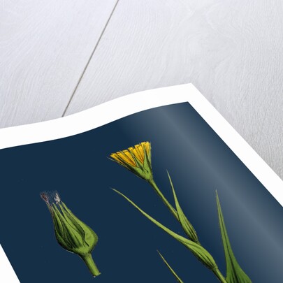 Tragopogon Pratensis, Var. Genuinus; Yellow Goat's-Beard, Var. A. by Anonymous