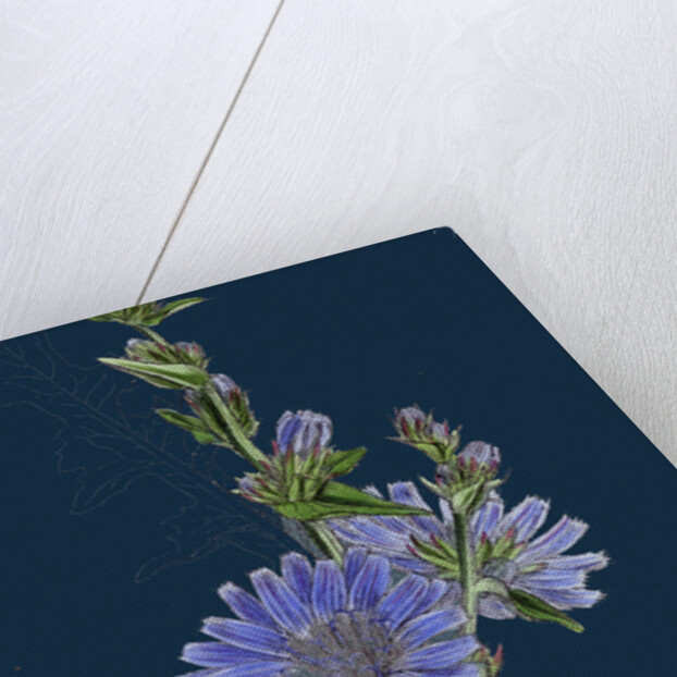 Cichorium Intybus; Wild Succory by Anonymous