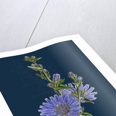 Cichorium Intybus; Wild Succory by Anonymous