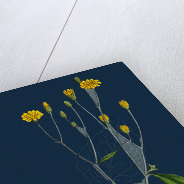 Lapsana Communis; Common Nipple-Wort by Anonymous