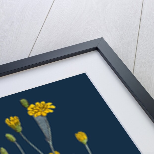 Lapsana Communis; Common Nipple-Wort by Anonymous