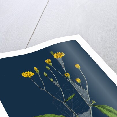 Lapsana Communis; Common Nipple-Wort by Anonymous