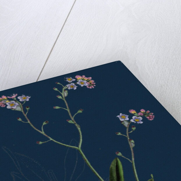 Myosotis Sylvatica; Wood Forget-Me-Not by Anonymous