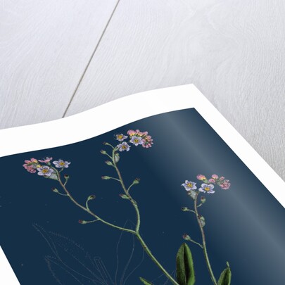 Myosotis Sylvatica; Wood Forget-Me-Not by Anonymous