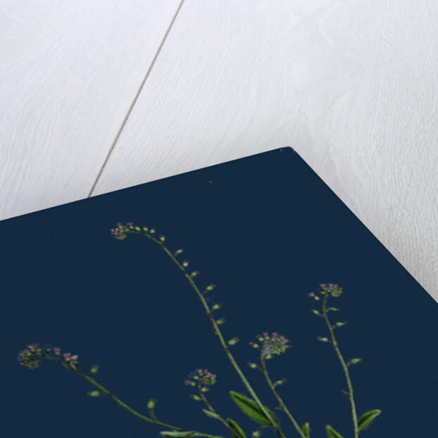 Myosotis Collina; Dwarf Forget-Me-Not by Anonymous