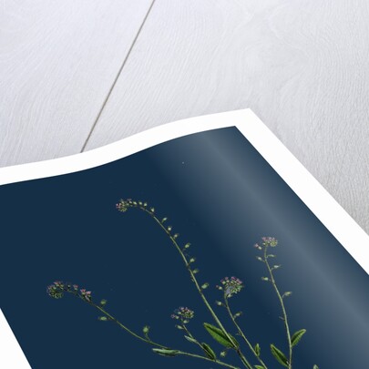 Myosotis Collina; Dwarf Forget-Me-Not by Anonymous