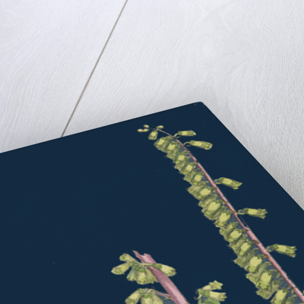 Cotyledon Umbilicus; Common Navel-Wort by Anonymous