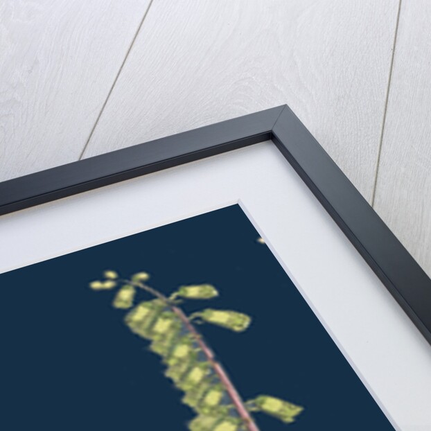 Cotyledon Umbilicus; Common Navel-Wort by Anonymous