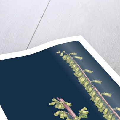 Cotyledon Umbilicus; Common Navel-Wort by Anonymous