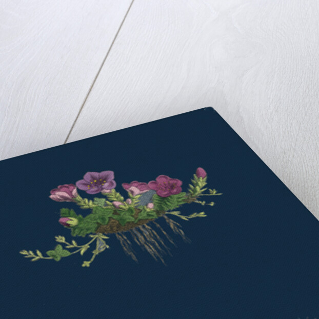 Saxifraga Oppositifolia; Purple Mountain Saxifrage by Anonymous