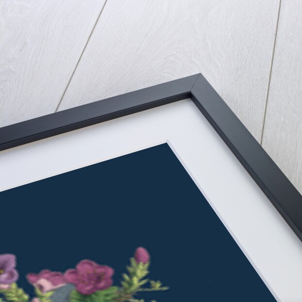 Saxifraga Oppositifolia; Purple Mountain Saxifrage by Anonymous