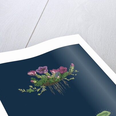 Saxifraga Oppositifolia; Purple Mountain Saxifrage by Anonymous