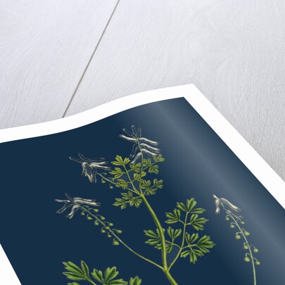 Fumaria Pallidiflora; Pale Flowered Fumitory by Anonymous