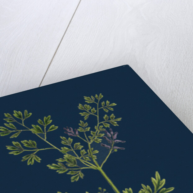 Fumaria Muralis; Rampant Fumitory by Anonymous